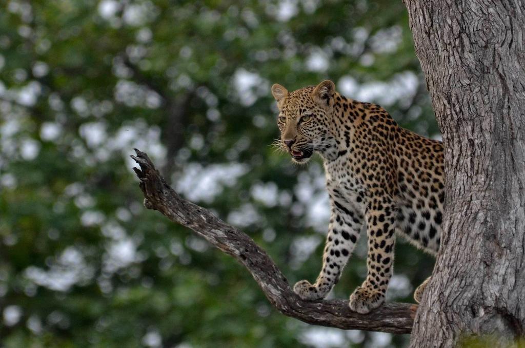 Tingala Lodge - Bed In The Bush พาลาบอร์วา ภายนอก รูปภาพ