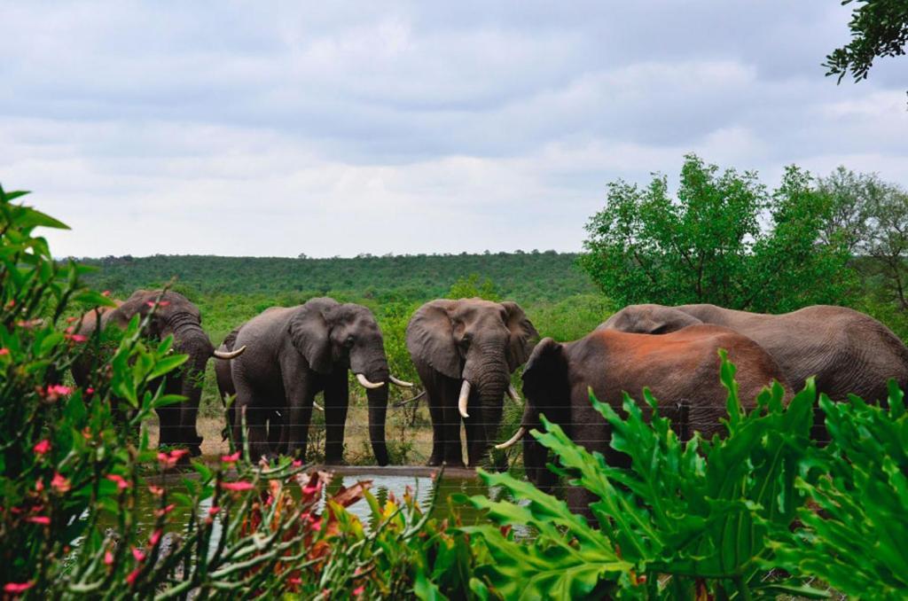 Tingala Lodge - Bed In The Bush พาลาบอร์วา ภายนอก รูปภาพ