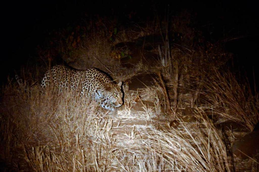 Tingala Lodge - Bed In The Bush พาลาบอร์วา ภายนอก รูปภาพ
