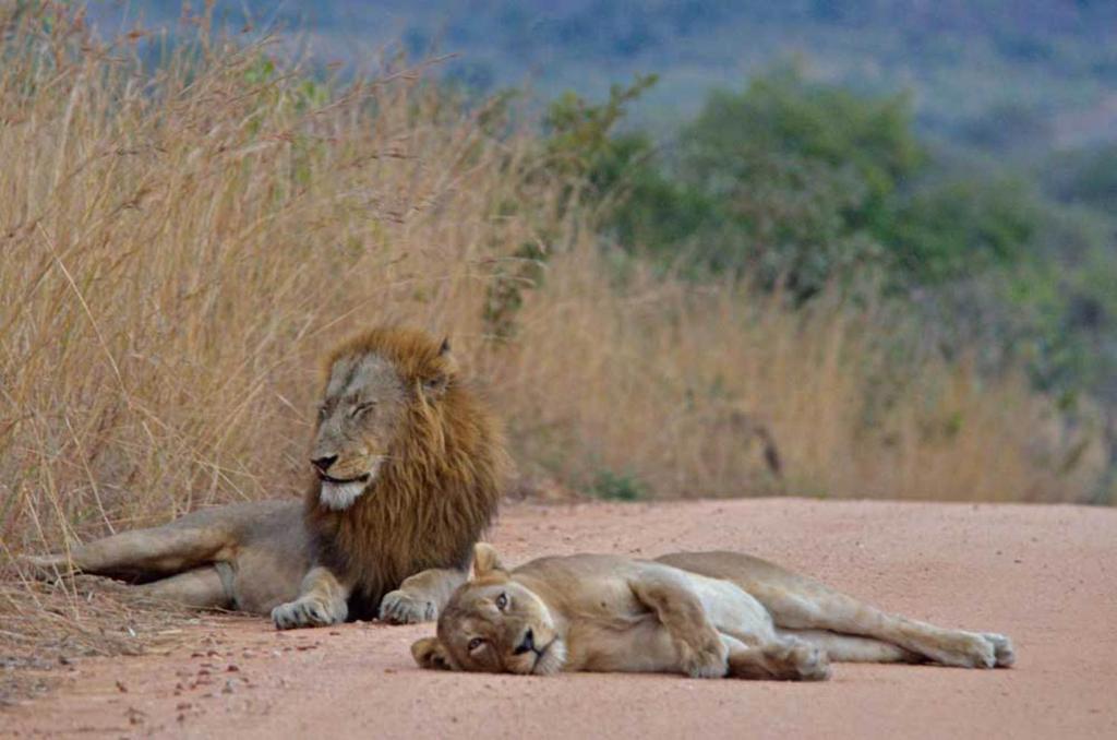 Tingala Lodge - Bed In The Bush พาลาบอร์วา ภายนอก รูปภาพ